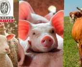 Sello Compromiso Bienestar Animal: Formación gratuita con la participación de Bureau Veritas