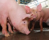 Informe Rabobank: la invasión rusa a Ucrania agrava la presión sobre el sector porcino en Europa